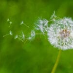 A close-up of a dandelion with seeds being blown away, set against a blurred green background, evokes the subtle grace of body language in nature.